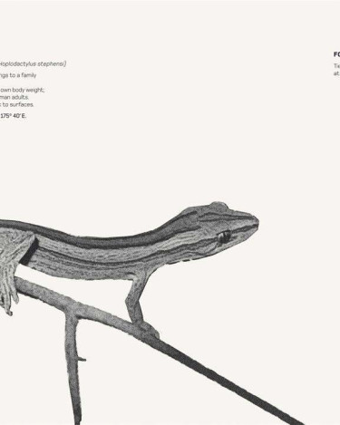 land_rover_coromandel_striped_gecko_1