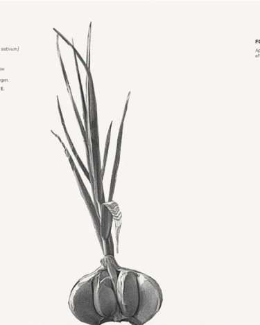 land_rover_snow_mountain_garlic_1