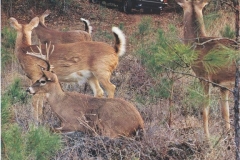 Take_your_kids_to_the_game_001